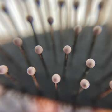 Phillips Brush Monarch Cushioned Hair Brush with Ball Tipped Bristles - Tortoise Shell Color Professional Quality Detangling Hair Brush for All Hair Types