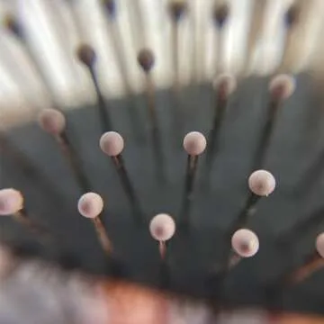 Phillips Brush Monarch Cushioned Hair Brush with Ball Tipped Bristles - Tortoise Shell Color Professional Quality Detangling Hair Brush for All Hair Types