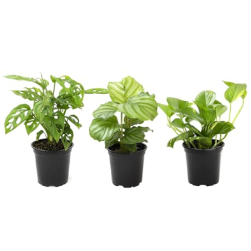 Essential House Plant Collection (3PK) Live Plants Indoor Plants Easy Care