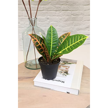 Essential Houseplant Collection 3PK Live Indoor Plants Easy Care