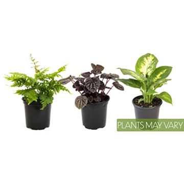 Essential Houseplant Collection 3PK Live Indoor Plants Easy Care