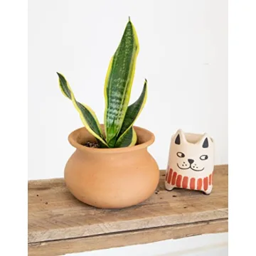 Essential Houseplant Collection 3PK Live Indoor Plants Easy Care