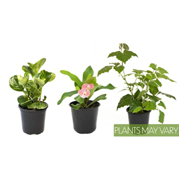 Essential Houseplant Collection 3PK Live Indoor Plants Easy Care