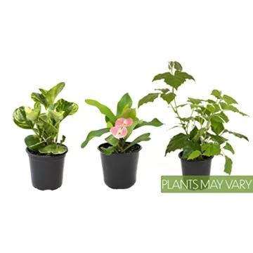Essential Houseplant Collection 3PK Live Indoor Plants Easy Care