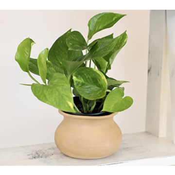 Essential Houseplant Collection 3PK Live Indoor Plants Easy Care