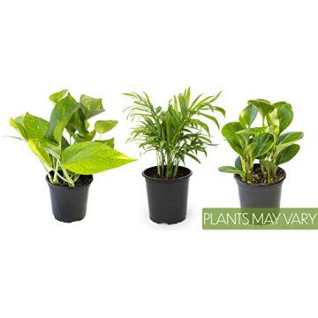 Essential Houseplant Collection 3PK Live Indoor Plants Easy Care