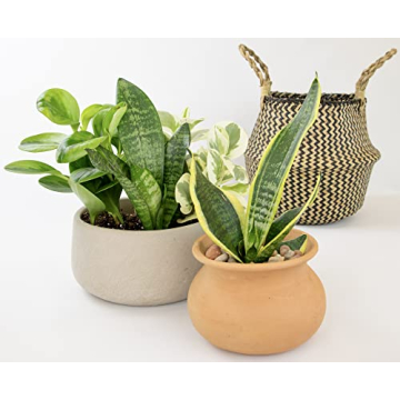 Essential Houseplant Collection 3PK Live Indoor Plants Easy Care