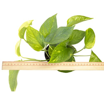 Essential Houseplant Collection 3PK Live Indoor Plants Easy Care