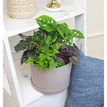 Essential Houseplant Collection 3PK Live Indoor Plants Easy Care