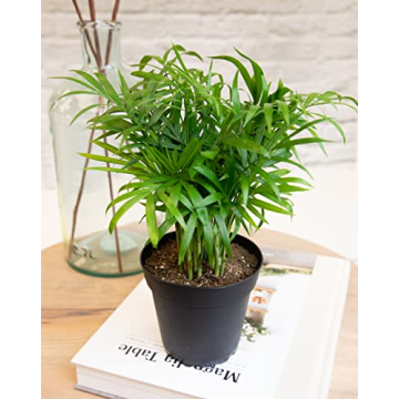 Essential Houseplant Collection 3PK Live Indoor Plants Easy Care