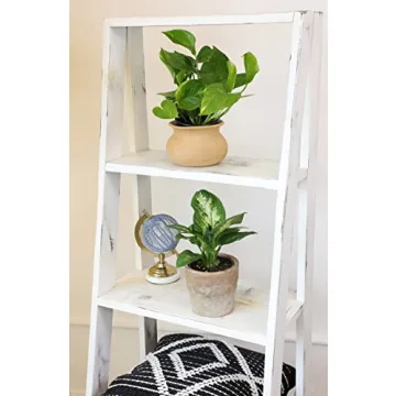 Essential Houseplant Collection 3PK Live Indoor Plants Easy Care