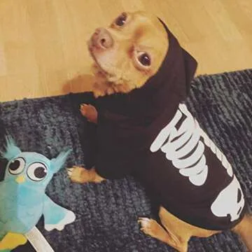 Coomour Halloween Pet Dog Cat Skull Hoodies Glowing Skeleton Bones Costume Outfit for Dogs Cats (M)