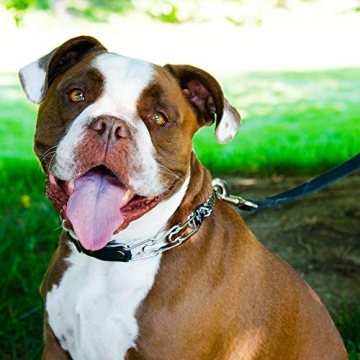 Herm Sprenger Quick Release Prong Collar for Dog Training