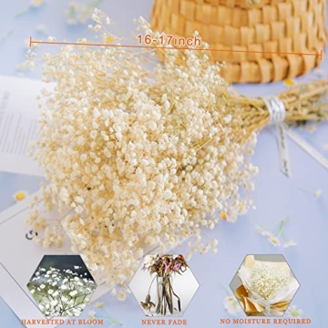 Bulk Dried Baby's Breath - 3000+ Ivory White Flowers