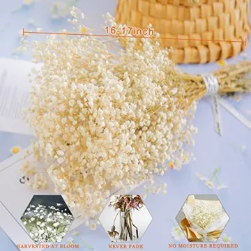 Bulk Dried Baby's Breath - 3000+ Ivory White Flowers