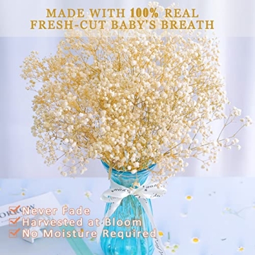 Bulk Dried Baby's Breath - 3000+ Ivory White Flowers