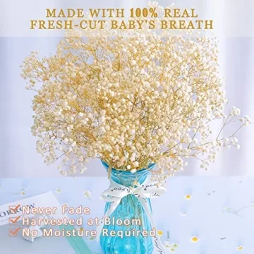 Bulk Dried Baby's Breath - 3000+ Ivory White Flowers