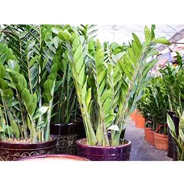 DECORA 18 Gauge Green Floral Stem Wire for Artificial Flower Making 16 inch,50/Package