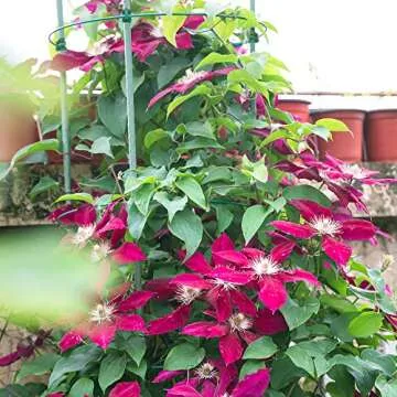 Gardzen 3-Pack Tomato Cage, Plants Support, Trellis Climbing Ring Cage, Stand for Pepper Eggplant Tomato Flowers