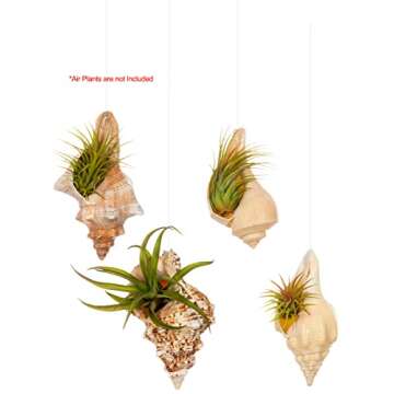 Hanging Shell Air Plant Holder – Set of 4 Airplant Planters - Air Plant Holders Unique - Tillandsia Sea Shell Air Plant Holders - Air Plant Pot - Air Plant Shells - Air Plant Décor Holder