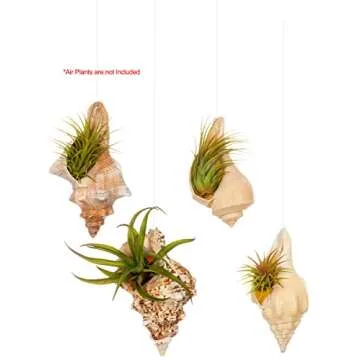 Hanging Shell Air Plant Holder – Set of 4 Airplant Planters - Air Plant Holders Unique - Tillandsia Sea Shell Air Plant Holders - Air Plant Pot - Air Plant Shells - Air Plant Décor Holder