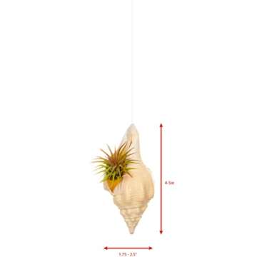 Hanging Shell Air Plant Holder – Set of 4 Airplant Planters - Air Plant Holders Unique - Tillandsia Sea Shell Air Plant Holders - Air Plant Pot - Air Plant Shells - Air Plant Décor Holder