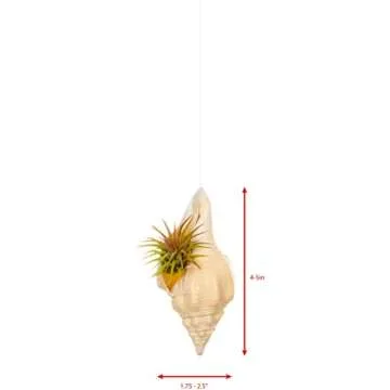 Hanging Shell Air Plant Holder – Set of 4 Airplant Planters - Air Plant Holders Unique - Tillandsia Sea Shell Air Plant Holders - Air Plant Pot - Air Plant Shells - Air Plant Décor Holder