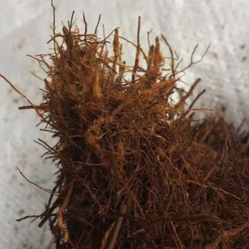 Fern Wood New Zealand Orchid Substrate - 40L Premium Mix