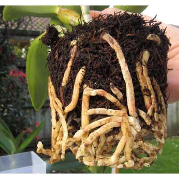 Fern Wood New Zealand Orchid Substrate - 40L Premium Mix