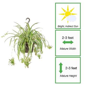 PERFECT PLANTS Spider Plant in 8in. Hanging Basket | Live Houseplant for Indoor Growing | Easy to Ca...