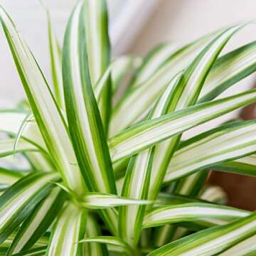 PERFECT PLANTS Spider Plant in 8in. Hanging Basket | Live Houseplant for Indoor Growing | Easy to Care for & Keep Alive | Beautiful Green & White Variegated Leaves