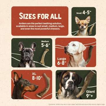 Heartland Deer Antlers for Dogs - Grade A, Naturally Shed Antlers | Dog Bones for Aggressive Chewers & Teething Puppies | Chew Toy for All Breeds | USA Made & Veteran Owned (Large: 6-8", 1-Pack)