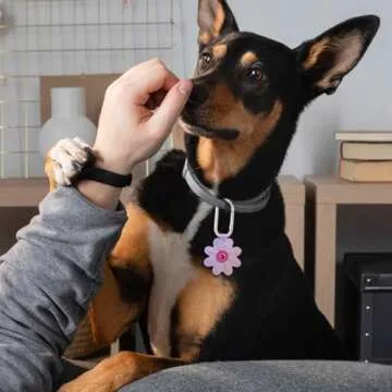 Lusofie 8Pcs O Ring Clip Gold Carabiner Clip Oval Snap Clip, Alloy Spring Key Ring Clips Purse Strap Extender Clip for Keychain Keys Bags Purses(1.93"×0.94", Silver)