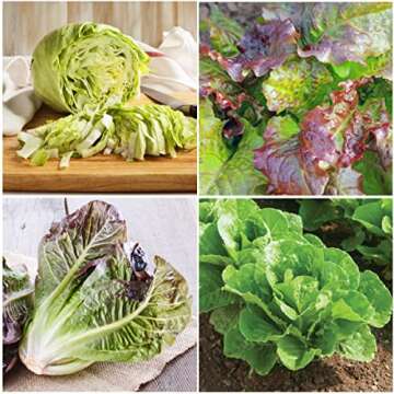 Seed Needs, Lettuce Seeds Variety Pack (Lettuce Lovers Collection) Iceberg, Red Romaine, Parris Island COS, Lollo Rosso, Ruby Red, Oakleaf, Black Seeded Simpson & Prizehead