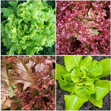 Seed Needs, Lettuce Seeds Variety Pack (Lettuce Lovers Collection) Iceberg, Red Romaine, Parris Island COS, Lollo Rosso, Ruby Red, Oakleaf, Black Seeded Simpson & Prizehead