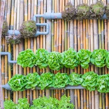 Seed Needs, Lettuce Seeds Variety Pack (Lettuce Lovers Collection) Iceberg, Red Romaine, Parris Island COS, Lollo Rosso, Ruby Red, Oakleaf, Black Seeded Simpson & Prizehead