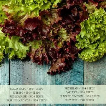 Seed Needs, Lettuce Seeds Variety Pack (Lettuce Lovers Collection) Iceberg, Red Romaine, Parris Island COS, Lollo Rosso, Ruby Red, Oakleaf, Black Seeded Simpson & Prizehead