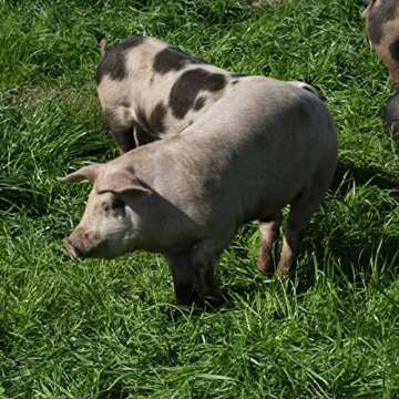 EPIC Sea Salt Vinegar Pork Rinds Gluten-Free Snack