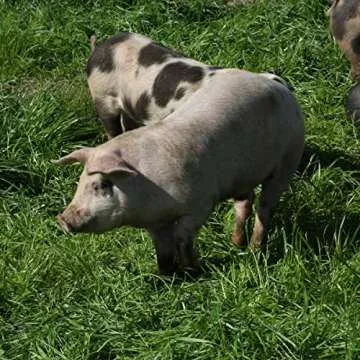 EPIC Sea Salt Vinegar Pork Rinds Gluten-Free Snack