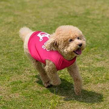 Jexine 6 Pack Chihuahua Dog T Shirts for Summer Fun