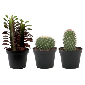 Costa Farms Cactus Trio - Low Maintenance Indoor Plants