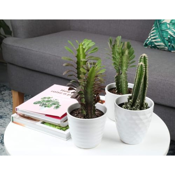 Costa Farms Cactus Trio - Low Maintenance Indoor Plants