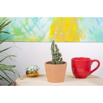 Costa Farms Cactus Trio - Low Maintenance Indoor Plants