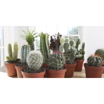 Costa Farms Cactus Trio - Low Maintenance Indoor Plants