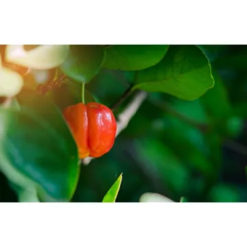 Organic Food to Live Acerola Cherry Powder - Pure Superfood