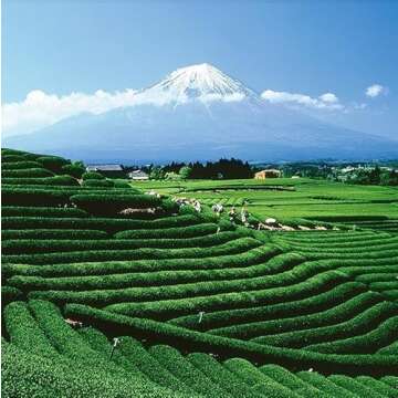 Palais des Thés Floral Green Tea - Floral Notes & Biodegradable Bags