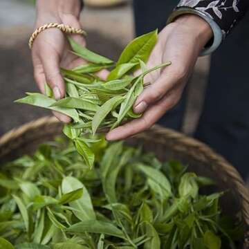 Palais des Thés Floral Green Tea - Floral Notes & Biodegradable Bags