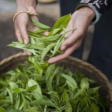 Palais des Thés Floral Green Tea - Floral Notes & Biodegradable Bags