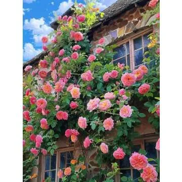 200+ Climbing Rose Seeds for Outdoor Planting Vibrant Ornamental Flowers for Family Garden Decoration