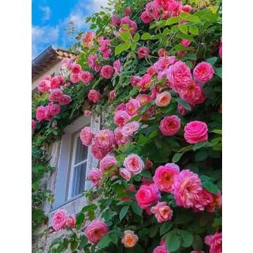 200+ Climbing Rose Seeds for Outdoor Planting Vibrant Ornamental Flowers for Family Garden Decoration